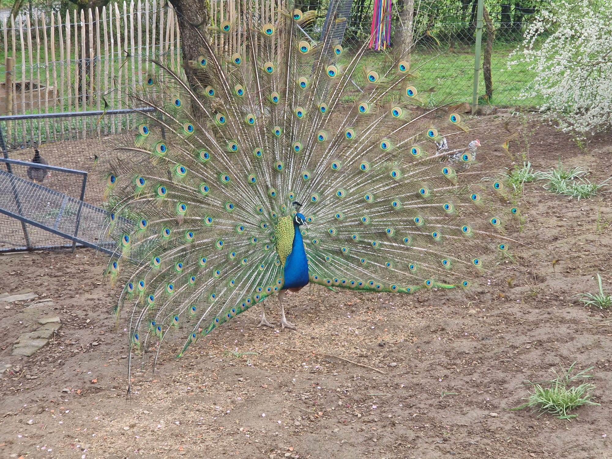 Paul, unser Pfau, mit vollem Rad